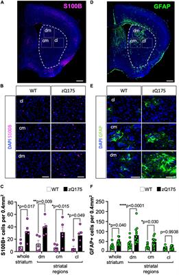 Striatal spatial heterogeneity, clustering, and white matter association of GFAP+ astrocytes in a mouse model of Huntington’s disease